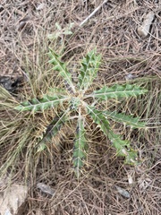 Ptilostemon hispanicus