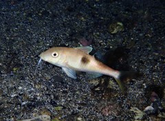 Parupeneus pleurostigma