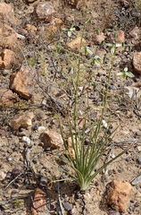 Albuca viscosa