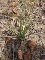 Albuca viscosa