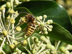 Dolichovespula media
