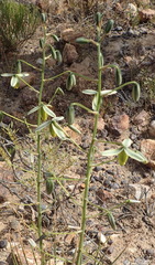 Albuca viscosa