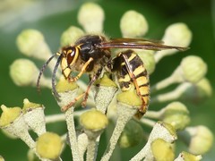 Dolichovespula media