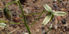 Albuca viscosa