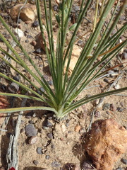 Albuca viscosa