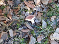 Lactarius chrysorrheus chrysorrheus
