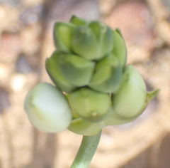Ornithogalum dubium