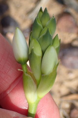 Ornithogalum dubium