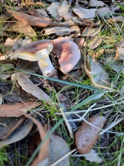 Lactarius chrysorrheus chrysorrheus