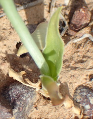 Ornithogalum dubium