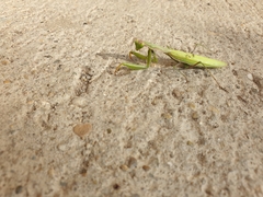 Mantis religiosa