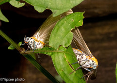 Euplocia membliaria