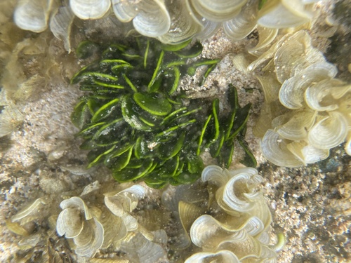 Halimeda discoidea observed 2021-10-02