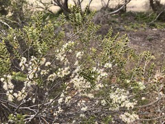 Melaleuca acuminata