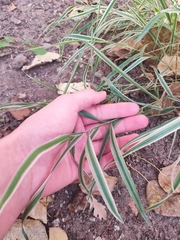 Phalaris arundinacea picta