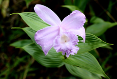 Sobralia macrantha