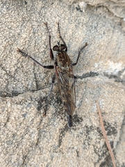 Machimus pilipes