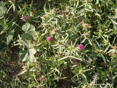 Centaurea × pouzinii