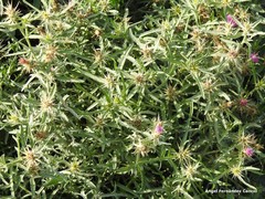 Centaurea × pouzinii