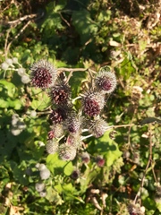 Arctium tomentosum