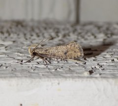 Acrolophus mortipennella