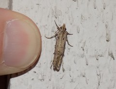 Acrolophus mortipennella