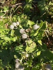 Arctium tomentosum