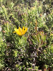 Osteospermum subulatum