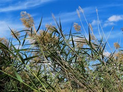 Phragmites australis