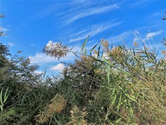 Phragmites australis