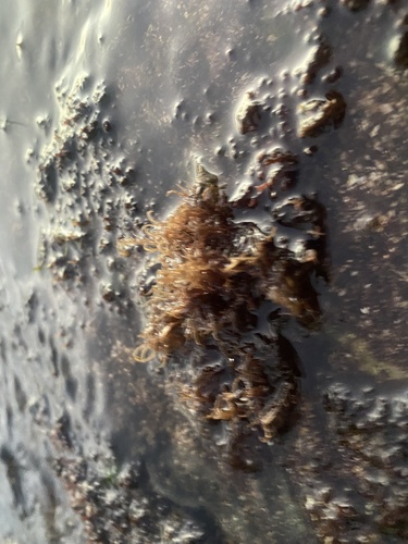 Hypnea observed 2021-10-10