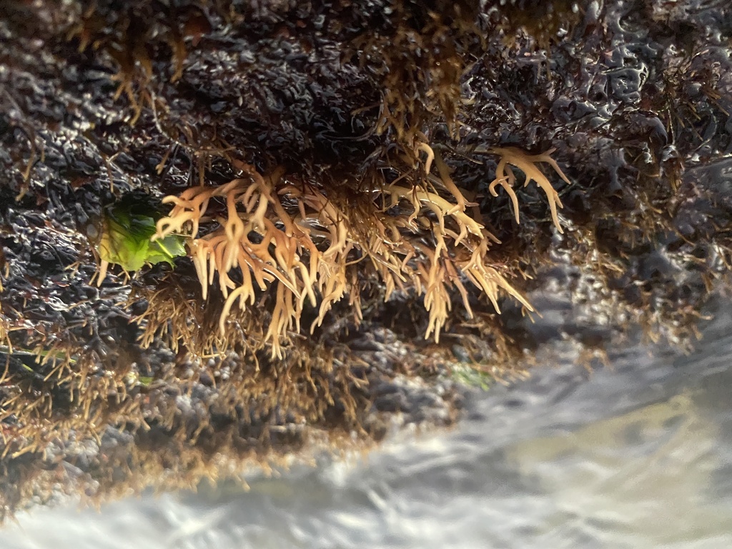 Gracilaria coronopifolia