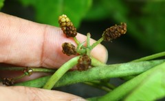 Dioscorea hispida