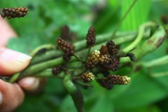 Dioscorea hispida