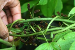Dioscorea hispida