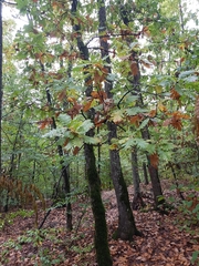 Quercus frainetto