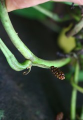 Dioscorea hispida