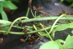 Dioscorea hispida