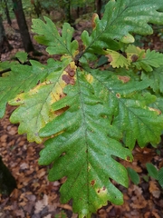 Quercus frainetto