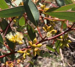 Eucalyptus socialis