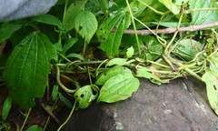 Dioscorea hispida