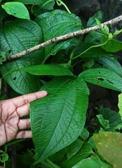Dioscorea hispida