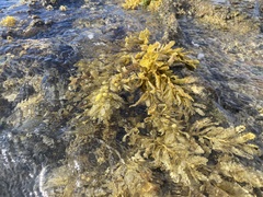 Sargassum aquifolium
