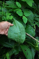 Dioscorea hispida