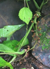 Dioscorea hispida