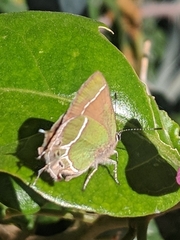Callophrys xami