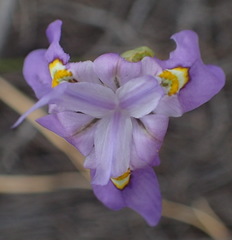 Moraea bipartita
