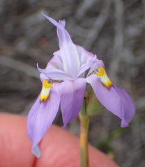 Moraea bipartita