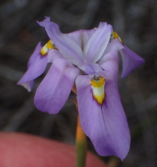 Moraea bipartita