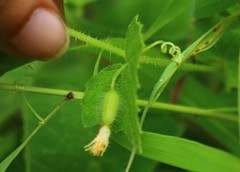 Cucumis setosus
